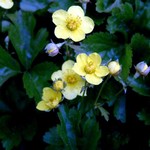 Photos Waldsteinia ternata