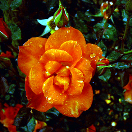Photos Rosa - Rose