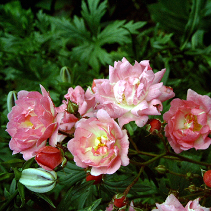 Photos Rosa - Rose