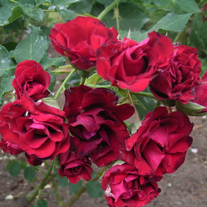 Photos Rosa - Rose