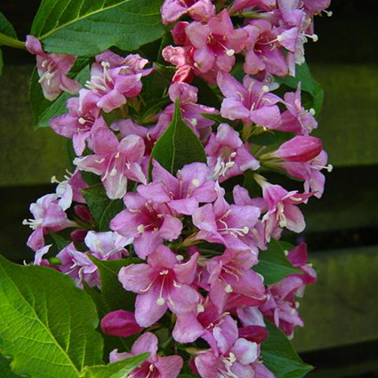 Photos  - 