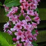 Photos Weigela