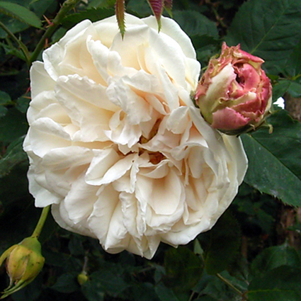 Photos Rosa - Rose