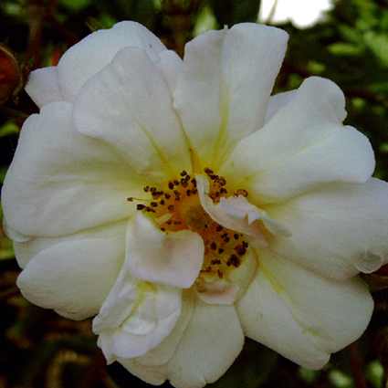 Photos Rosa - Rose