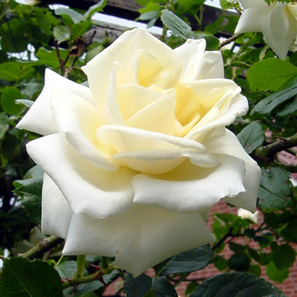 Photos Rosa - Rose