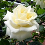 Rosa - White Cockade