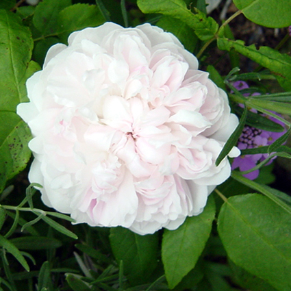 Photos Rosa - Rose