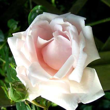 Photos Rosa - Rose