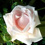 Photos Rosa