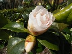 Camellia japonica - Kamelie Madame White Nun