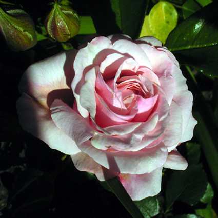 Photos Rosa - Rose