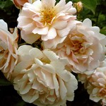 Photos Rosa