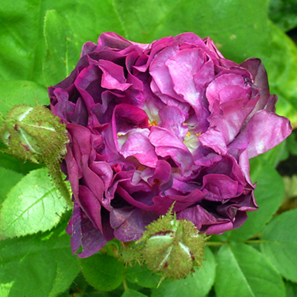 Photos Rosa - Rose