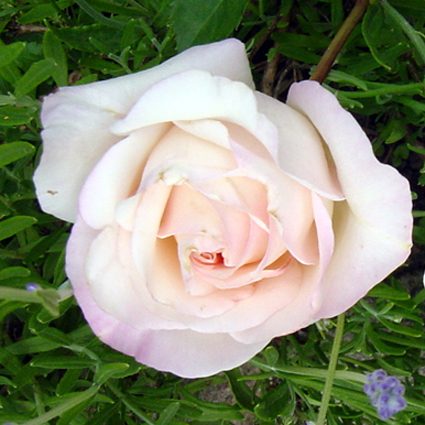 Photos Rosa - Rose