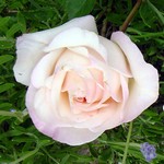 Photos Rosa
