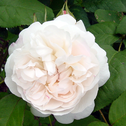 Photos Rosa - Rose