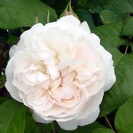 Photos Rosa
