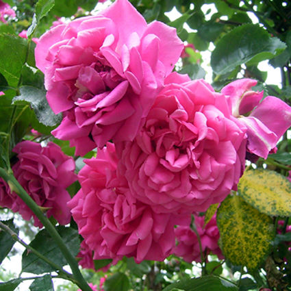 Photos Rosa - Rose