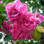 Photos Rosa