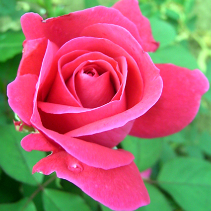 Fotos Rosa - 