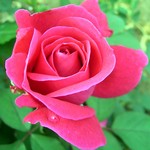 Photos Rosa