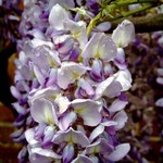 Fotos Wisteria sinensis