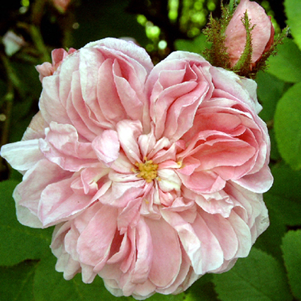 Photos Rosa - 