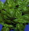 Orto Ocymum basilicum