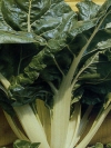 Piante Medicinali Beta vulgaris