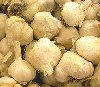 Orto Allium