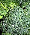 Orto Brassica oleracea
