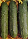 Piante Medicinali Cucumis sativus