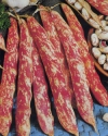 Orto Phaseolus vulgaris