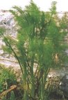 Piante Medicinali Foeniculum vulgaris