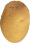 Orto Solanum tuberosum