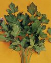 Orto Petroselinum hortense