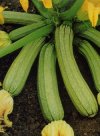 Orto Cucurbita