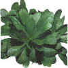 Orto Valerianella