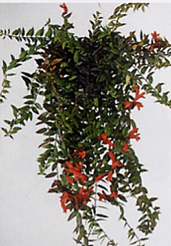 Aeschynanthus speciosus