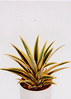 Ananas bracteatus
