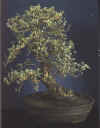 Eleagnus angustifolia