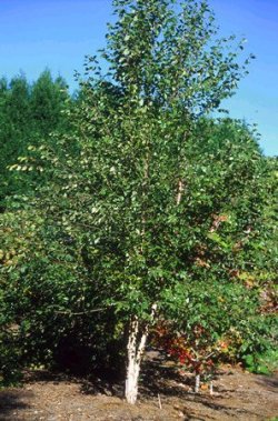 Betula albo-sinensis