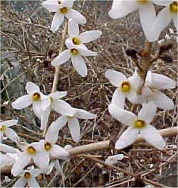 Abeliophyllum