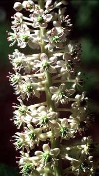 Phytolacca dioica
