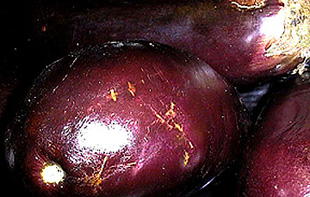 Solanum melogena