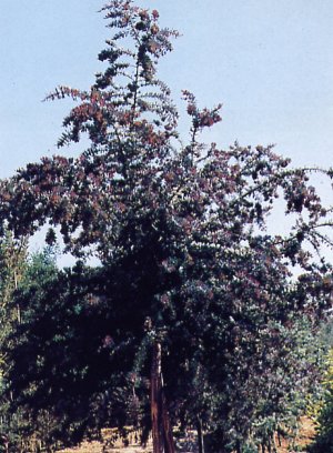 Acacia bayleiana