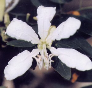 Bauhinia corniculata