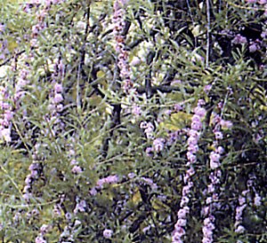 Buddleja alternifolia