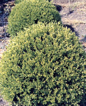 Buxus macrophylla
