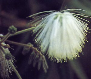 Calliandra portoricensis